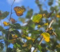 Tilia cordata - Winterlinde - 4