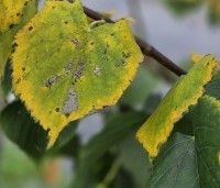 Tilia cordata - Winterlinde - 3