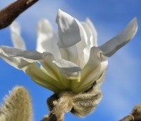 Magnolia stellata - Beverboom - 3