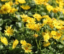 De Voorjaarszonnebloem is een echte zonaanbidder dus kies een goede standplaats voor optimale bloei