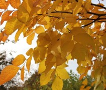 Het herfstgele blad doet de Geelhout boom eer aan
