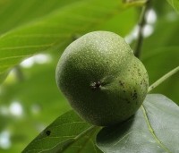 Juglans regia 'Bella Maria' - Walnoot 'Bella Maria' - 4