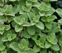 Nepeta racemosa 'Walker's Low' - Kattenkruid - 1