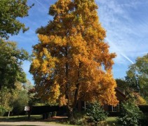 Liriodendron Tulipifera