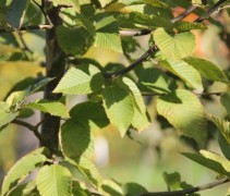 Ostrya carpinifolia