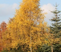 Herfstkleur van de Ruwe Berk als volwassen boom