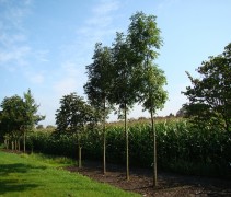 Jonge bomen van de Es 'Westhof's Glorie' op onze kwekerij ten oosten van de Veluwe