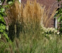 Calamagrostis x acutiflora 'Karl Foerster' - Struisriet 'Karl Foerster' - 1