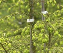 Canadese Hemlockspar, bosplantsoen