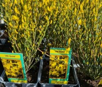 Cytisus praecox 'Allgold'