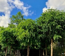 Robinia pseudoacacia 'Umbraculifera'