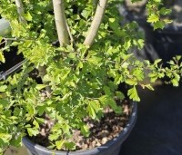 Crataegus monogyna - Eenstijlige meidoorn - 2