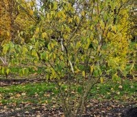 Chimonanthus praecox - Winterzoet of Meloenboompje - 3