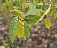 Chimonanthus praecox - Winterzoet of Meloenboompje - 2