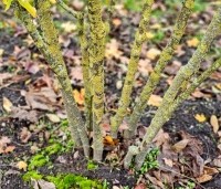 Chimonanthus praecox - Winterzoet of Meloenboompje - 4
