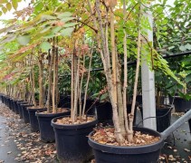 Aralia elata