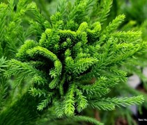 Cryptomeria 