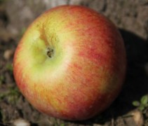 Gravensteiner appel