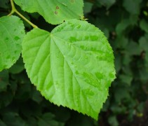Bovenzijde blad Winterlinde, leivorm
