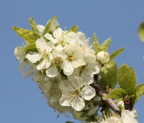 Prunus domestica 'The Czar'