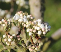 Pyrus communis