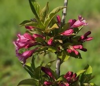 Weigela 'Bristol Ruby' - Weigela 'Bristol Ruby' - 1