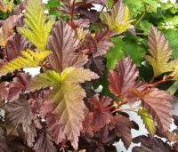 Physocarpus opulifolius 'Little Angel' - Blaasspiraea 'Little Angel' - vakbeplanting  - 1