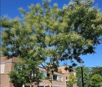 Sophora japonica - Honingboom - 2