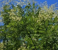 Sophora japonica - Honingboom - 1