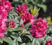 Rhododendron 'Marie Forte' - Rododendron 'Marie Forte' - 1