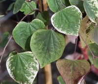 Cercis canadensis 'Carolina Sweatheart' - Amerikaanse Judasboom 'Carolina Sweatheart' - 1