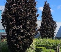 Fagus sylvatica 'Dawyck Purple' - Paarse Beuk - 2