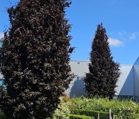 Fagus sylvatica 'Dawyck Purple' - Paarse Beuk - 3