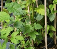 Humulus lupulus 'Nordbrau' - Hopplant voor bierbrouwers - 1