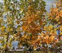 Acer rubrum 'October Glory' - Amerikaanse esdoorn - 7