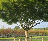 Acer palmatum - Japanse Esdoorn - 3