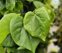 Cercis chinensis 'Avondale' - Chinese Judasboom 'Avondale' - 1