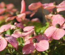 Cornus kousa Satomi