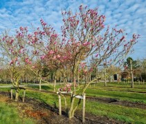 Magnolia 'Susan'
