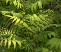 Sorbaria sorbifolia