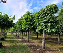 Tilia americana 'Nova', leivorm, meerjarig geleid. okt 2022