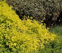 Sambucus racemosa 'Sutherland Gold' - Trosvlier 'Sutherland Gold' - 1
