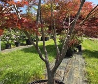 Acer palmatum 'Linearilobum' - Japanse Esdoorn 'Linearilobum' - 1