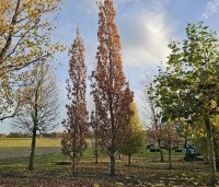 Quercus robur 'Fastigiata' - Zomereik - 1