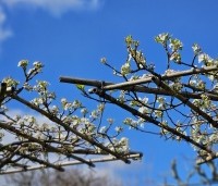 Pyrus calleryana 'Chanticleer' - Sierpeer - 2