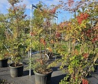 Nandina domestica - Hemelse bamboe - 3