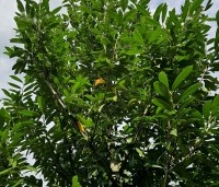 Prunus laurocerasus 'Caucasica' - Laurierkers - 2