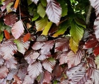 Fagus sylvatica 'Atropunicea' - Rode beuk - 1
