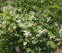 Philadelphus coronarius - Boerenjasmijn - 6