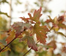 Acer campestre 'Red Shine' leiboom